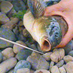 Fishing Hook Remover