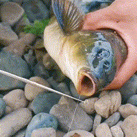 Thumbnail for Fishing Hook Remover