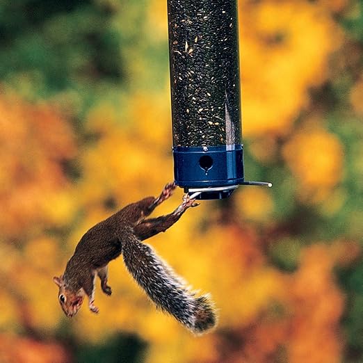 Looking for a squirrel-proof bird feeder that actually works?